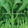 KL01 Jinzuan fleur blanche vert graines de brocoli chinois kailan graines